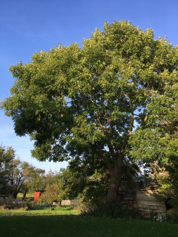 Boddenhaus Darss Lejlighed Wieck Eksteriør billede